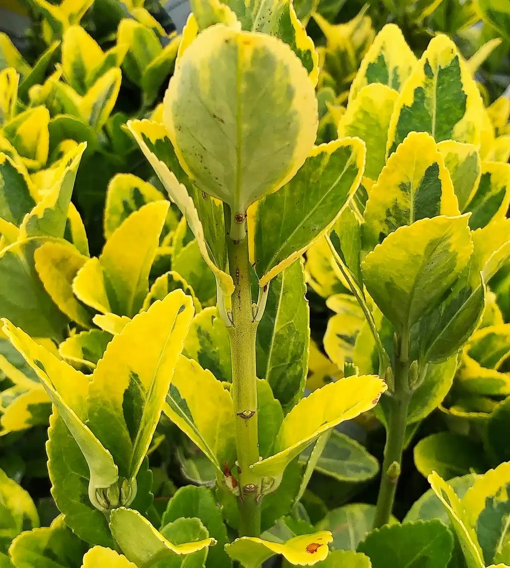 樹葉發黃怎麼辦？除了自然老化還有其他原因嗎？