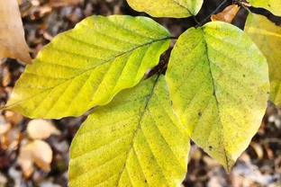 樹葉發黃怎麼辦？除了自然老化還有其他原因嗎？
