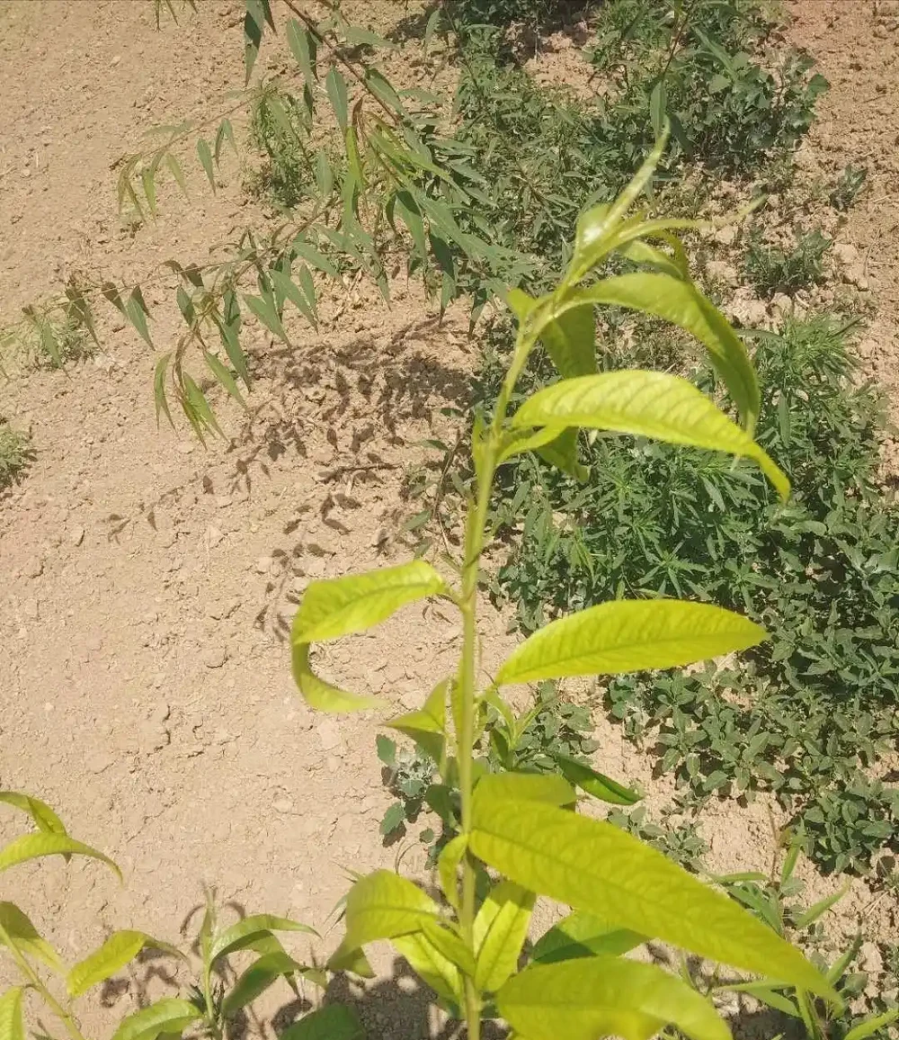 樹葉發黃,背後究竟隱藏著什麼秘密?