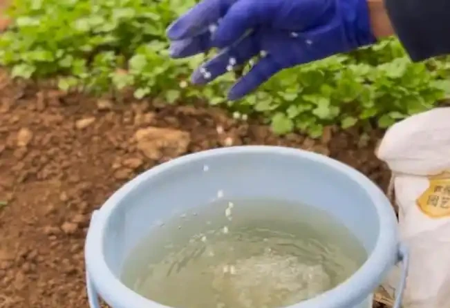 複合肥料撒施還是溶水澆?老農揭曉最佳答案