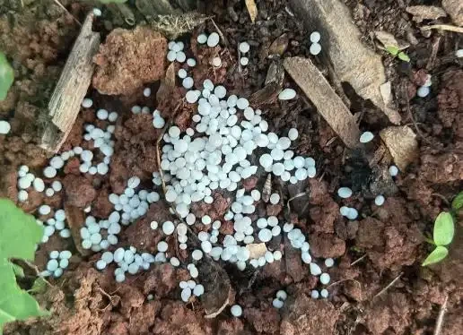 複合肥料撒施還是溶水澆?老農揭曉最佳答案