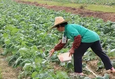 複合肥料撒施還是溶水澆?老農揭曉最佳答案