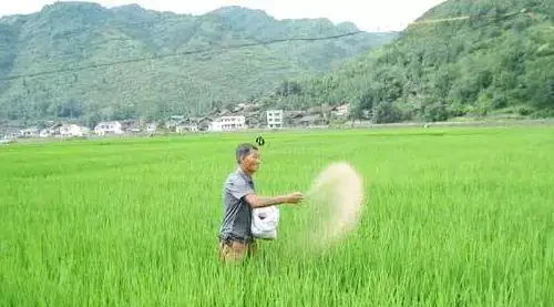 複合肥料撒施還是溶水澆?老農揭曉最佳答案