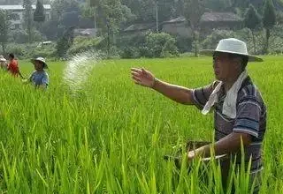 複合肥料撒施還是溶水澆?老農揭曉最佳答案