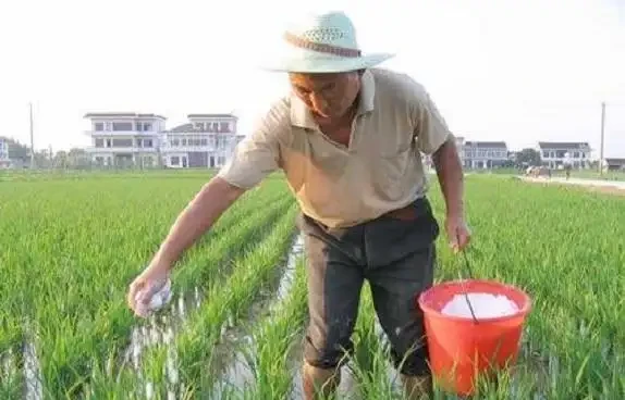 複合肥料撒施還是溶水澆?老農揭曉最佳答案