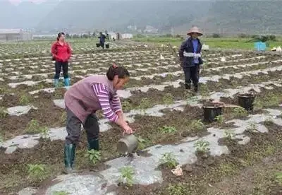 複合肥料撒施還是溶水澆?老農揭曉最佳答案