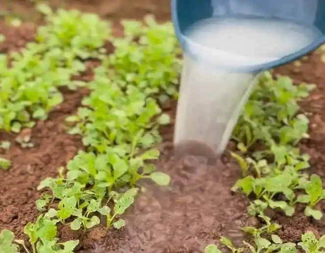 複合肥料撒施還是溶水澆?老農揭曉最佳答案