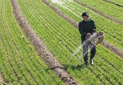 複合肥料撒施還是溶水澆?老農揭曉最佳答案