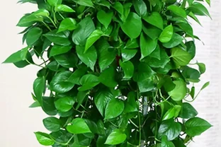 黃金葛真的怕曬太陽嗎？避開這些誤區才能養出瀑布綠