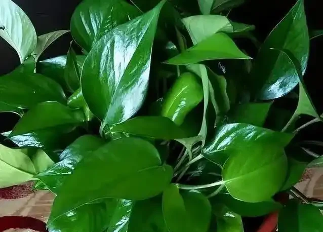 黃金葛葉子總髮黃？1克肥兌400水，10天澆一次就夠了！