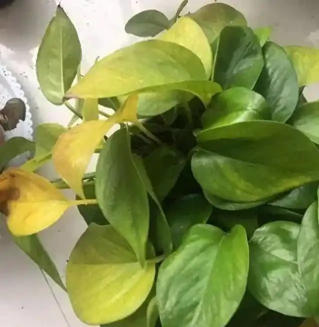 黃金葛葉子總髮黃？1克肥兌400水，10天澆一次就夠了！