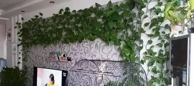 黃金葛葉子總髮黃？1克肥兌400水，10天澆一次就夠了！