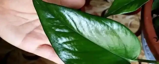 黃金葛葉子總髮黃？1克肥兌400水，10天澆一次就夠了！