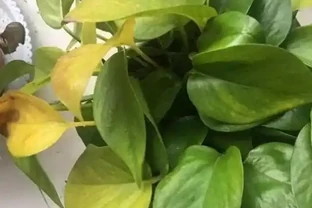 黃金葛葉子總髮黃？1克肥兌400水，10天澆一次就夠了！