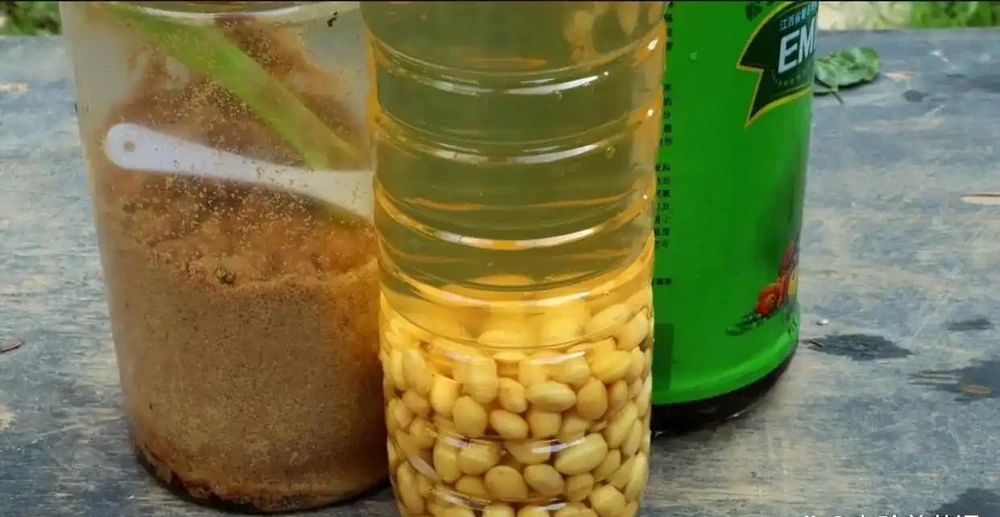 所有綠植都愛喝這「2種肥水」，枝粗葉茂，很快長滿盆，太管用了