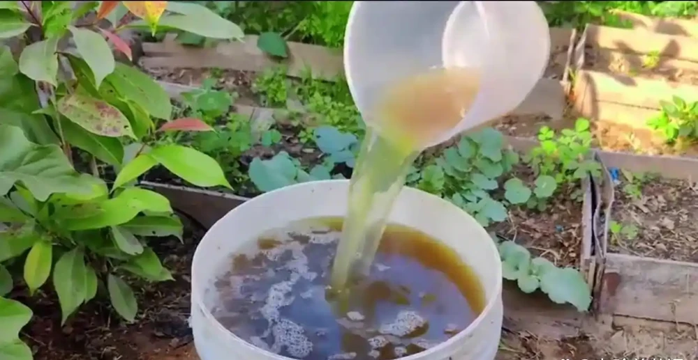所有綠植都愛喝這「2種肥水」，枝粗葉茂，很快長滿盆，太管用了