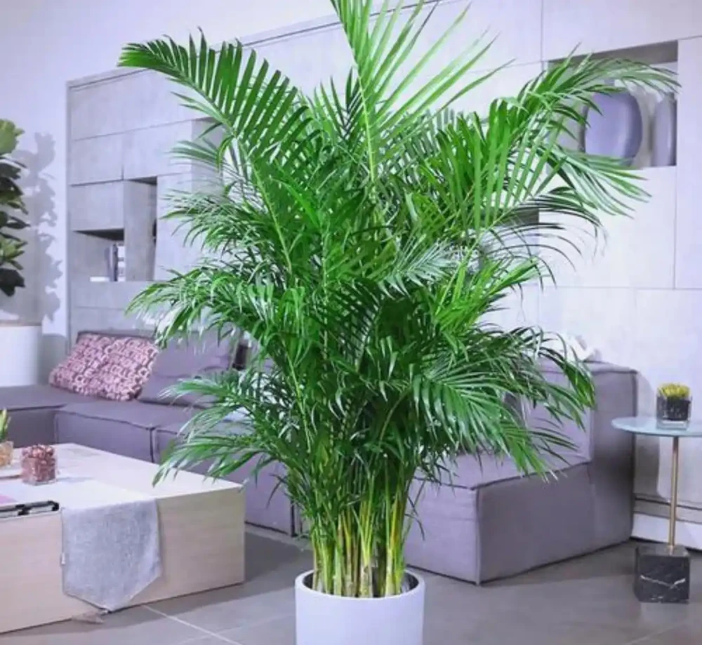 所有綠植都愛喝這「2種肥水」，枝粗葉茂，很快長滿盆，太管用了