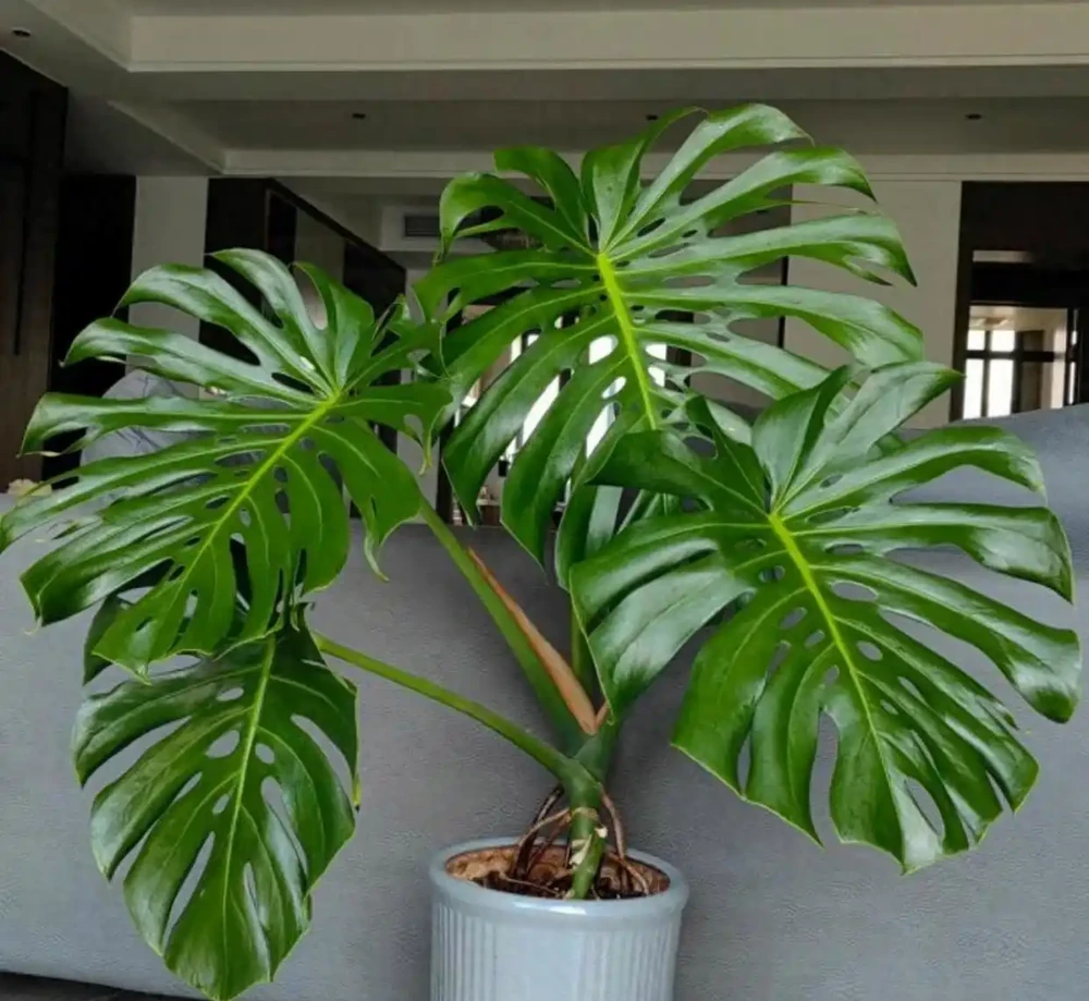所有綠植都愛喝這「2種肥水」，枝粗葉茂，很快長滿盆，太管用了