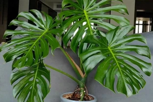 所有綠植都愛喝這「2種肥水」，枝粗葉茂，很快長滿盆，太管用了
