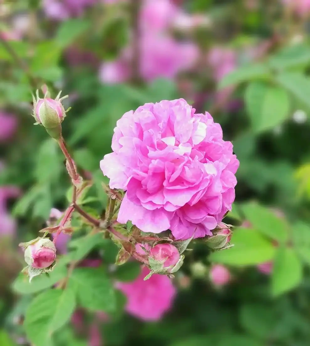 繁花似火映晴空:探秘九重葛的絢麗世界