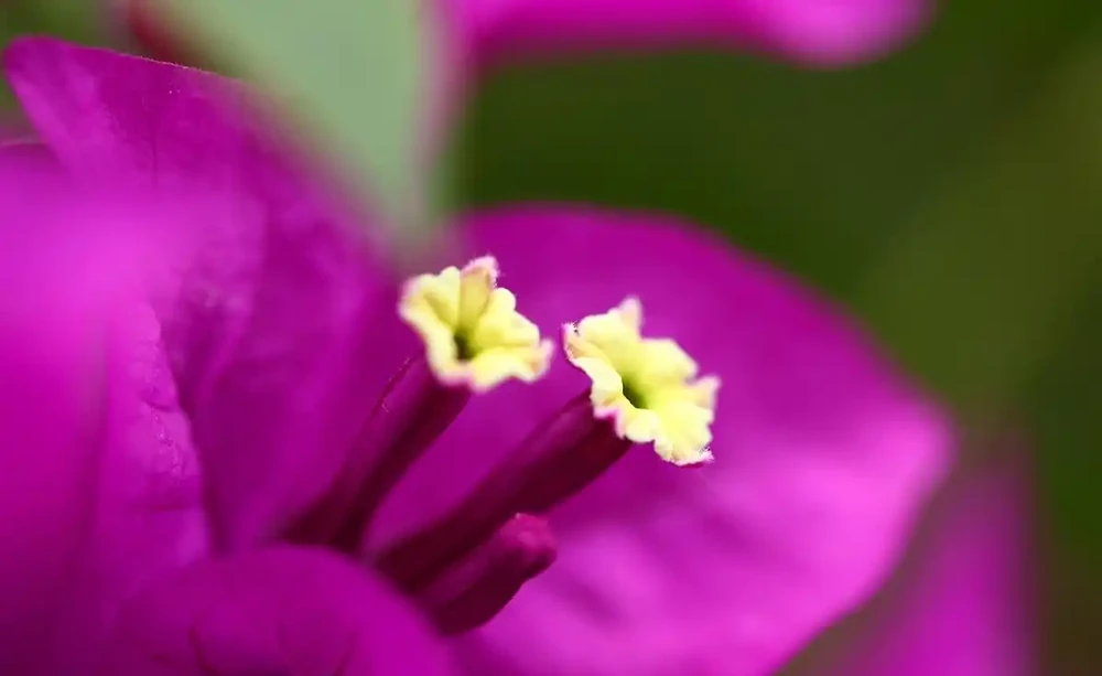 繁花似火映晴空:探秘九重葛的絢麗世界