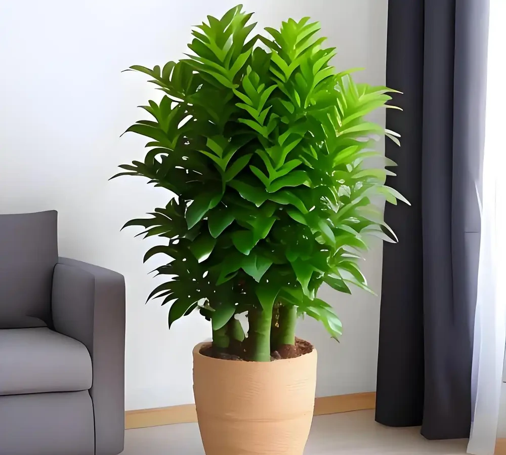 什麼是「財位」?為何在客廳的這個角落放綠植能招財?風水師揭秘