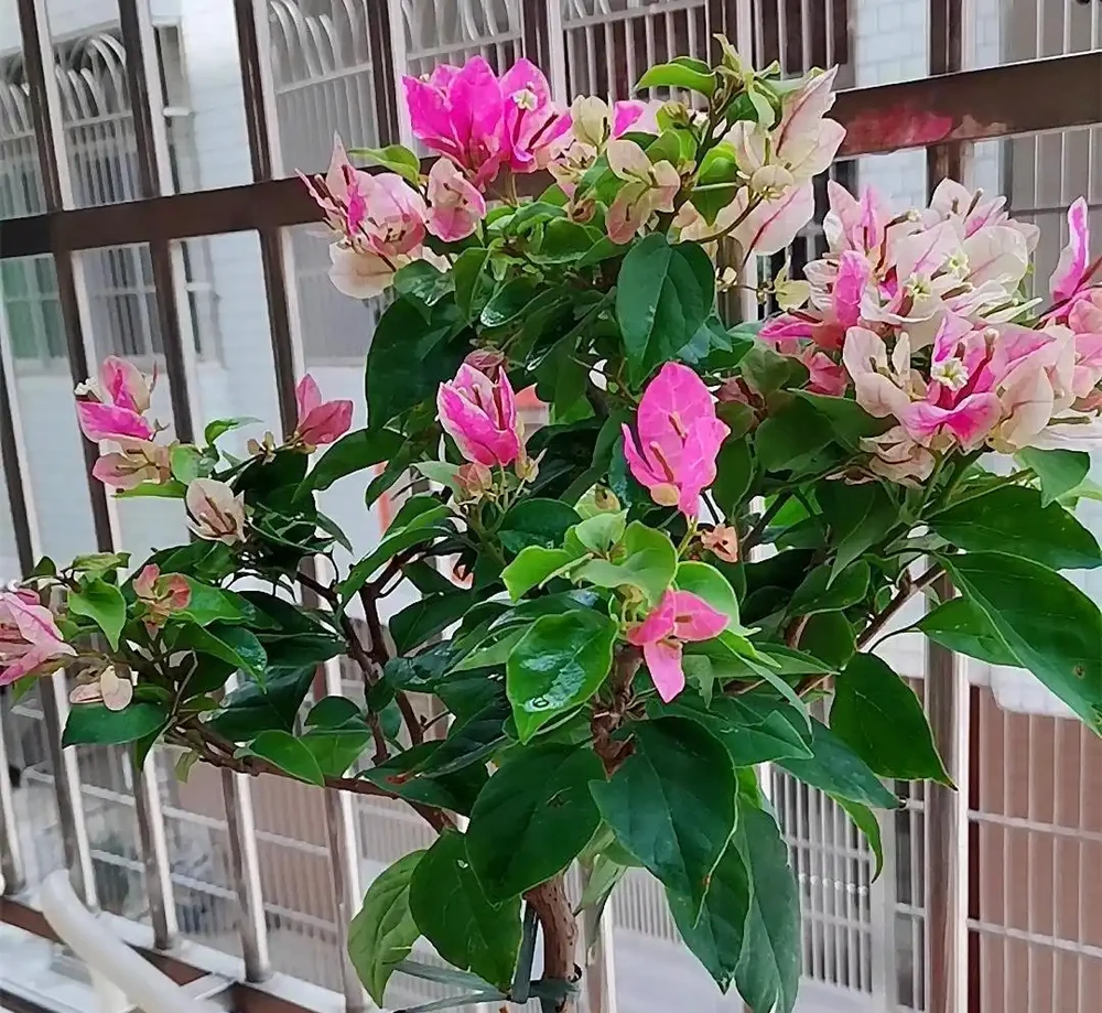 九重葛與九重葛:外形相似,性格截然不同