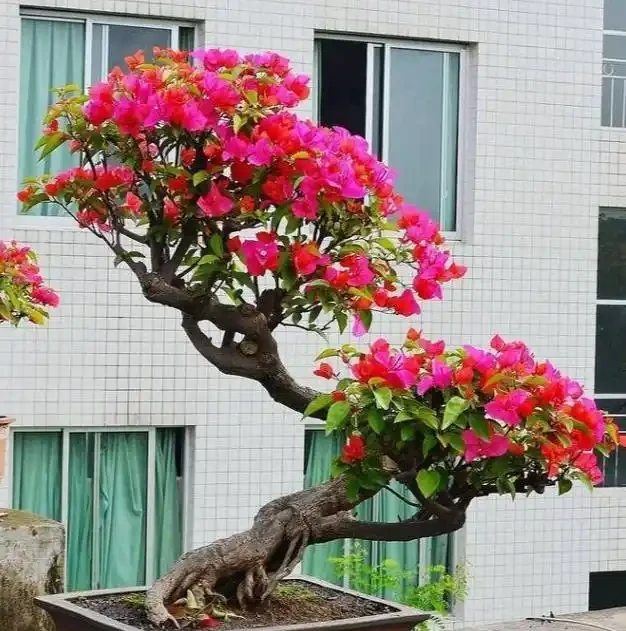 九重葛與九重葛:外形相似,性格截然不同