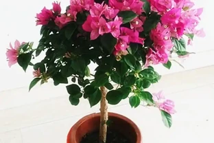 九重葛與九重葛：外形相似，性格截然不同
