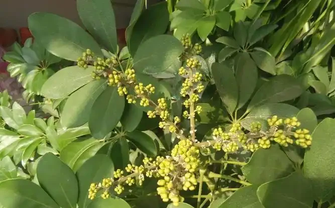 鴨腳木到底喜歡陰還是陽?三處黃金養護法讓葉子綠意盎然!