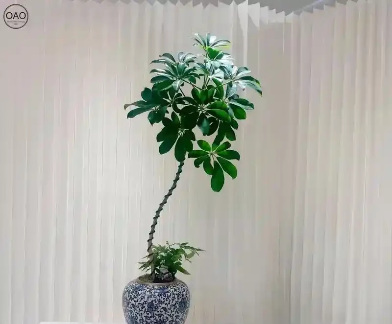 鴨腳木到底喜歡陰還是陽?三處黃金養護法讓葉子綠意盎然!