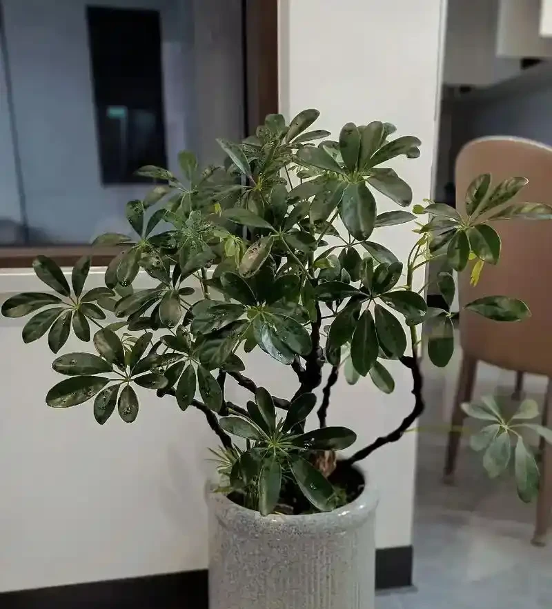 鴨腳木到底喜歡陰還是陽?三處黃金養護法讓葉子綠意盎然!