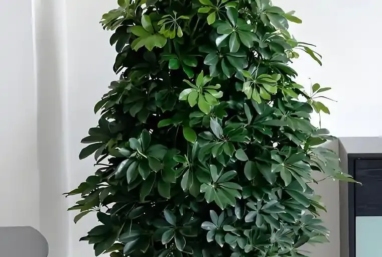 鴨腳木到底喜歡陰還是陽?三處黃金養護法讓葉子綠意盎然!