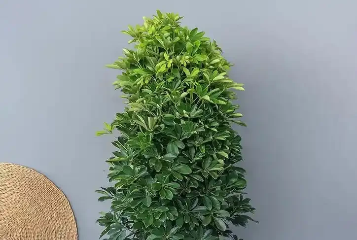 鴨腳木到底喜歡陰還是陽?三處黃金養護法讓葉子綠意盎然!