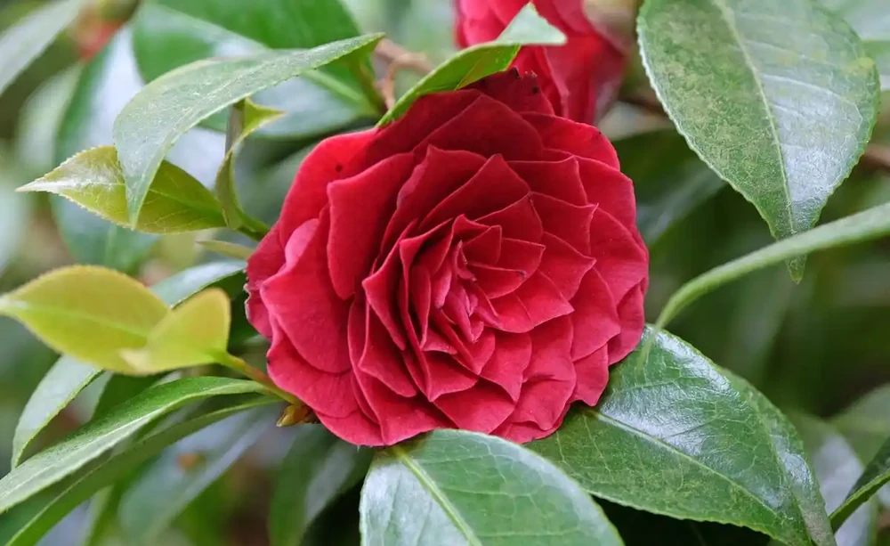 老花匠:茶花乾枯最快恢復方法