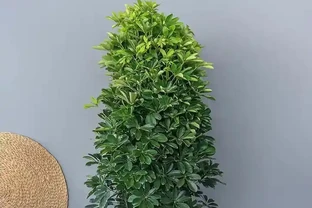鴨腳木到底喜歡陰還是陽？三處黃金養護法讓葉子綠意盎然！