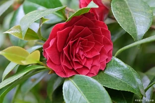 老花匠：茶花乾枯最快恢復方法