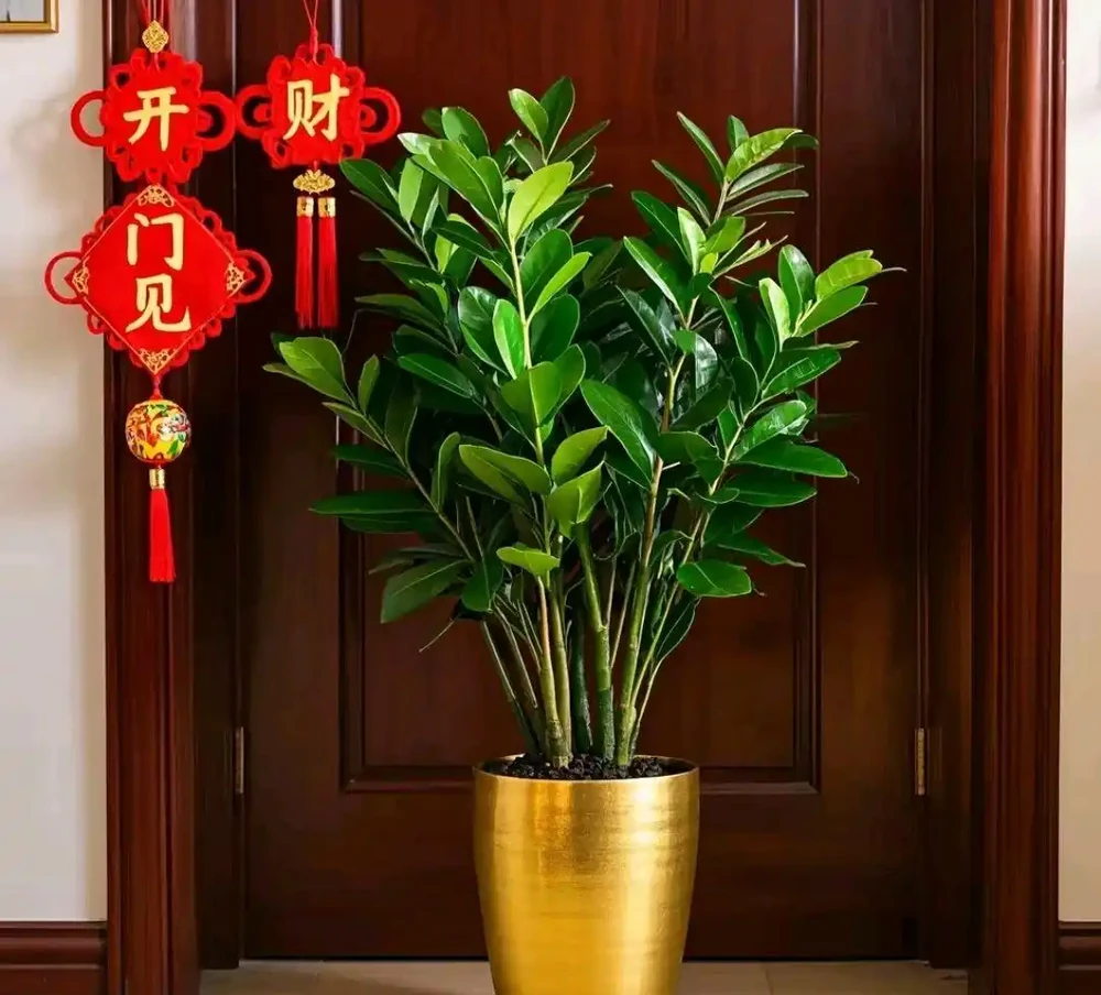 家有旺宅綠植,招財又幸福!原來它們還有這寓意?