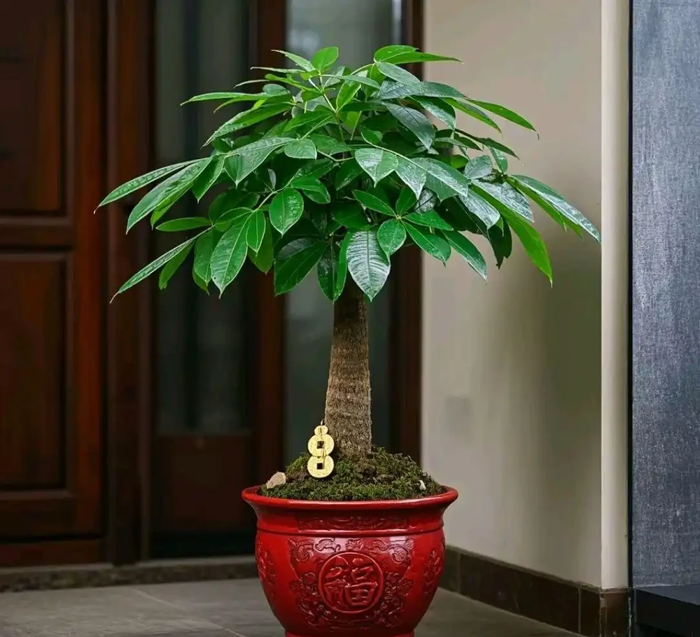 家有旺宅綠植,招財又幸福!原來它們還有這寓意?