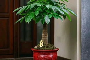 家有旺宅綠植，招財又幸福！原來它們還有這寓意？