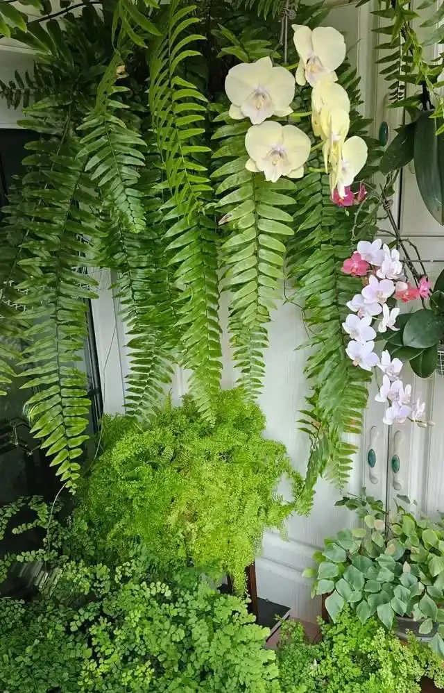 房子再小也得養這8種花!殺病菌、去臭味,又好養,全家樂開花!