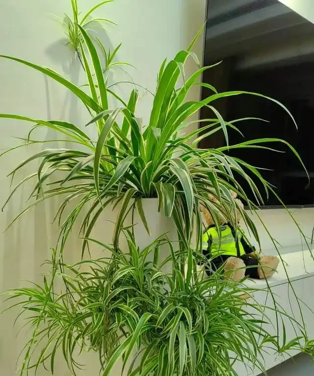 房子再小也得養這8種花!殺病菌、去臭味,又好養,全家樂開花!