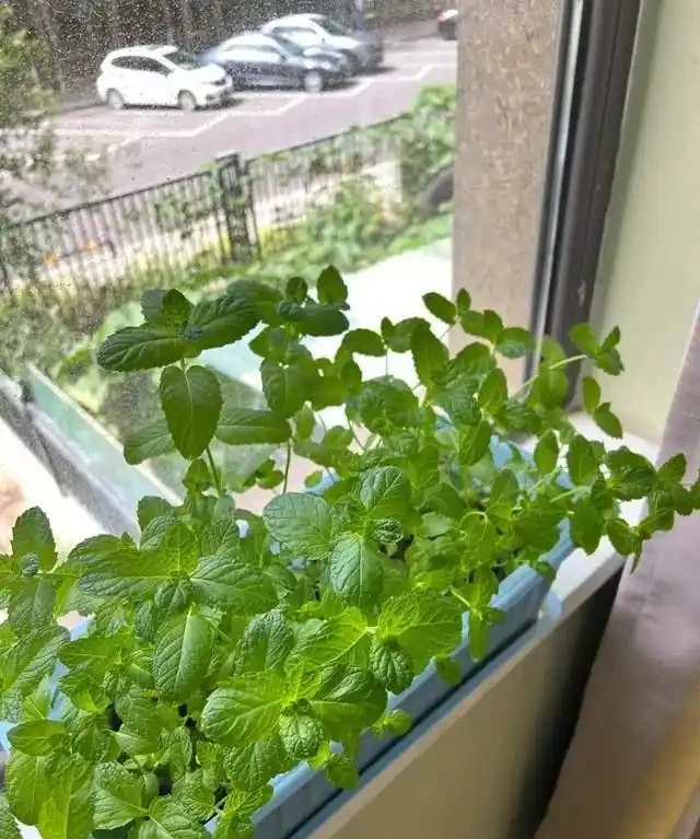 房子再小也得養這8種花!殺病菌、去臭味,又好養,全家樂開花!