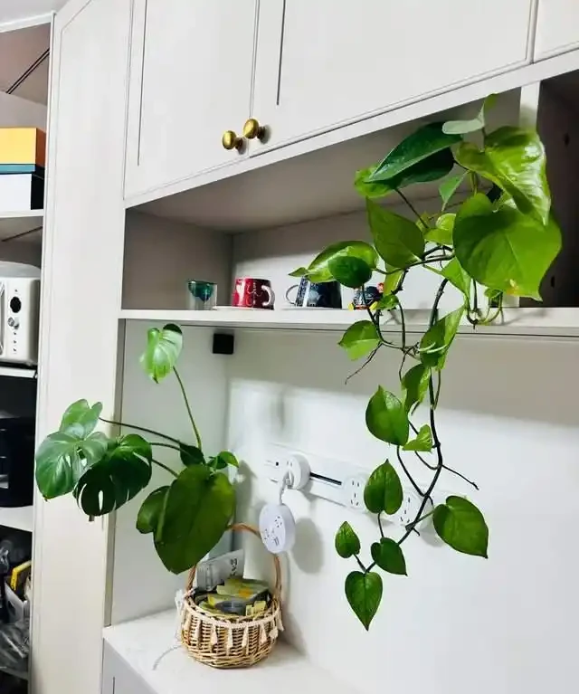 房子再小也得養這8種花!殺病菌、去臭味,又好養,全家樂開花!