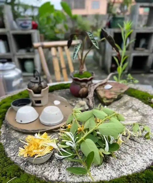 房子再小也得養這8種花!殺病菌、去臭味,又好養,全家樂開花!
