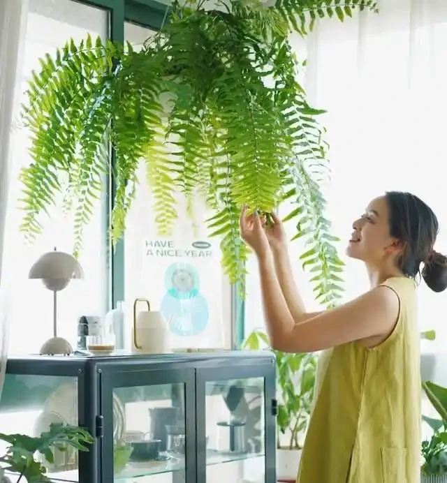 房子再小也得養這8種花!殺病菌、去臭味,又好養,全家樂開花!