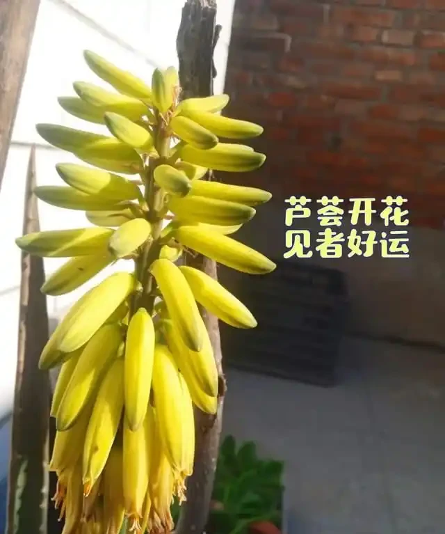 房子再小也得養這8種花!殺病菌、去臭味,又好養,全家樂開花!