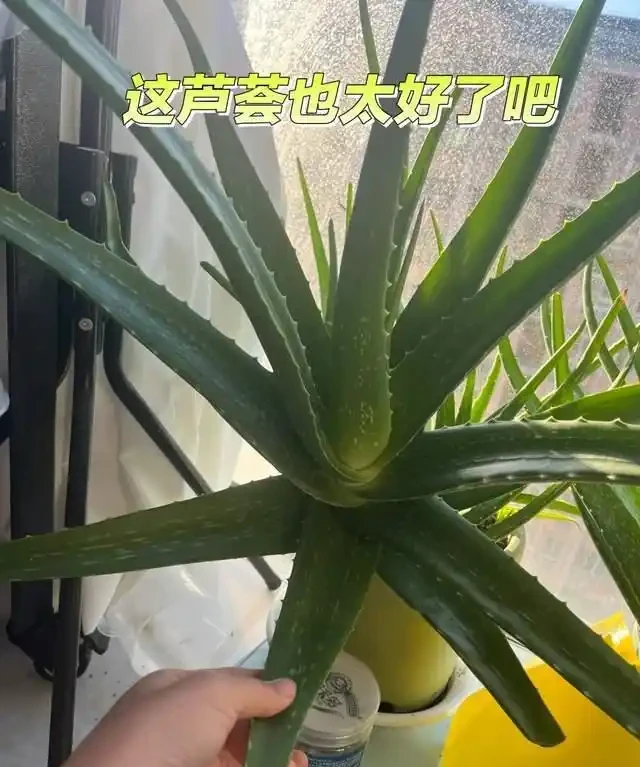 房子再小也得養這8種花!殺病菌、去臭味,又好養,全家樂開花!