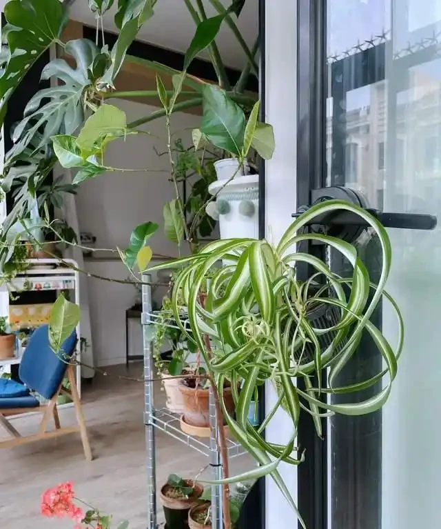 房子再小也得養這8種花!殺病菌、去臭味,又好養,全家樂開花!
