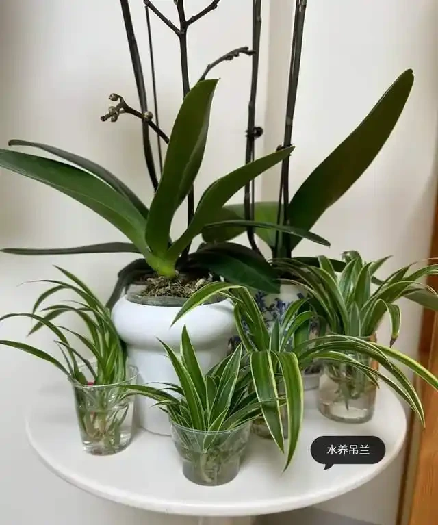 房子再小也得養這8種花!殺病菌、去臭味,又好養,全家樂開花!